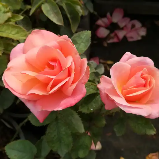 Trandafiri hibrizi Tea - Trandafiri - Silver Jubilee™ - 